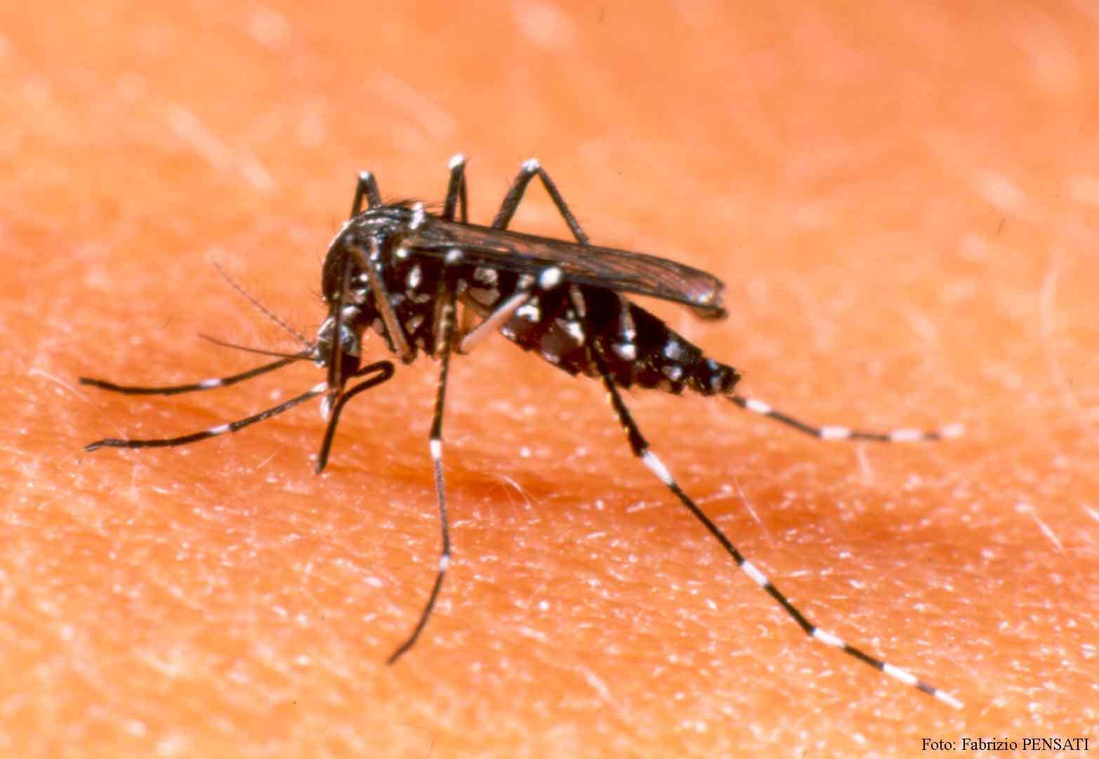 Entenda a importância de combater o mosquito da dengue para enfrentar a febre amarela