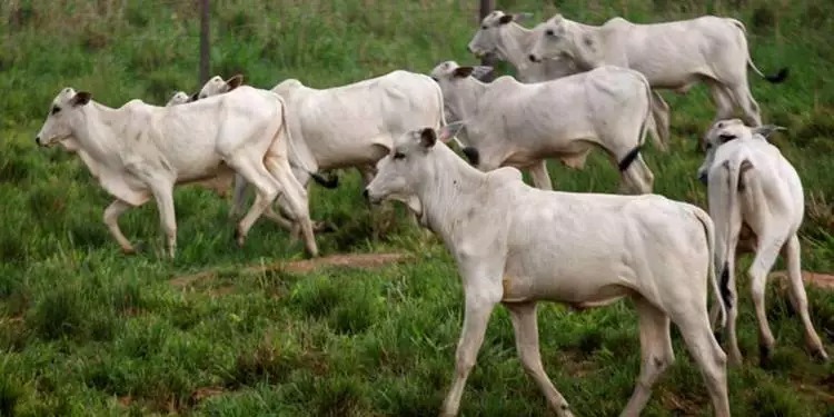 Desastres naturais causaram prejuízos de R$ 170 milhões ao agronegócio
