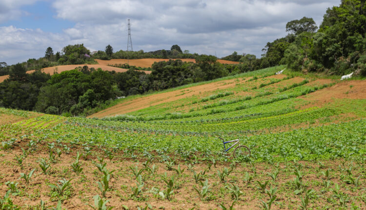 Com 3,9 Mil Agricultores Certificados, Paraná Lidera Produção Orgânica Do Brasil